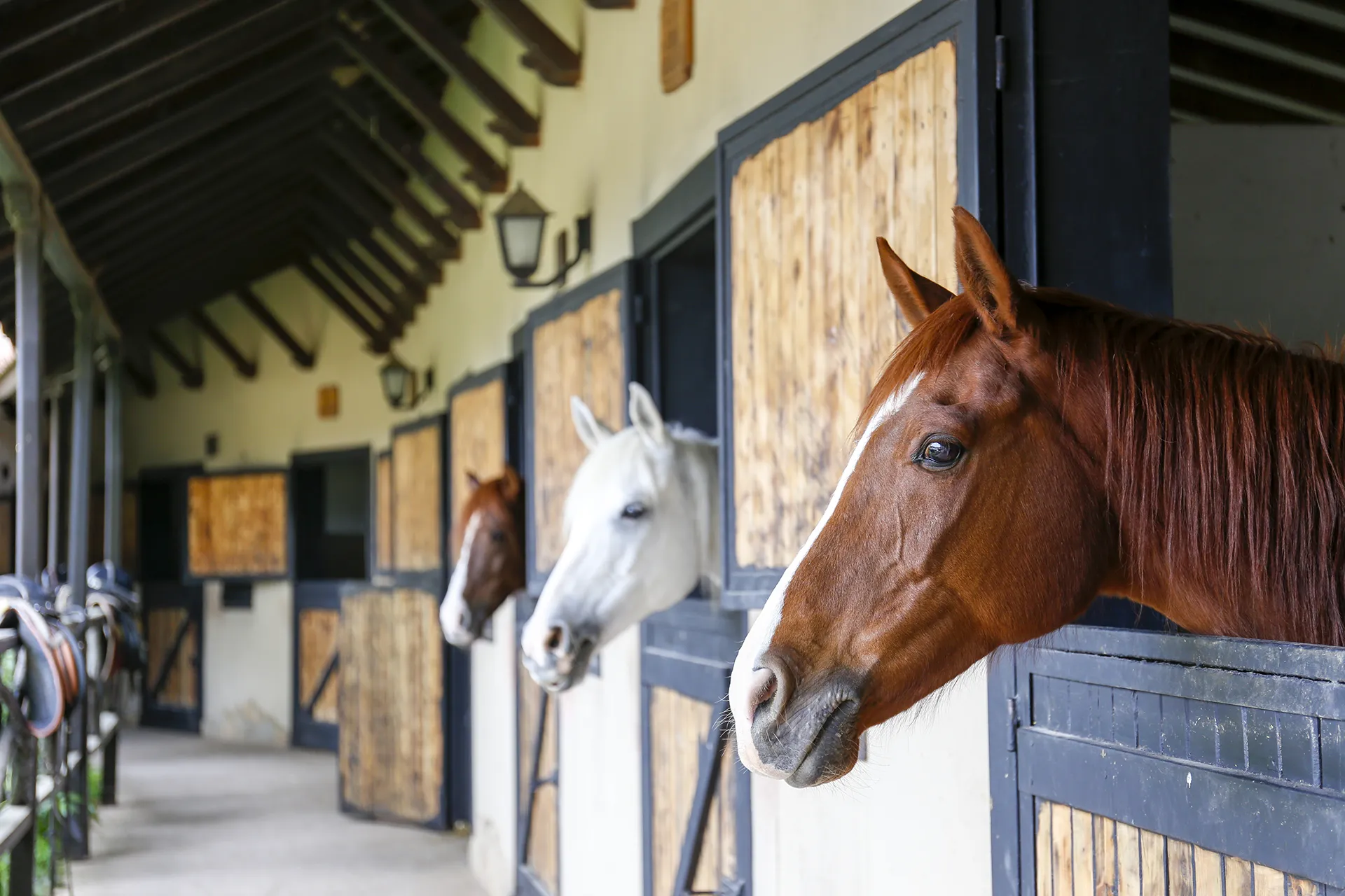 Three horses looking out from their stalls